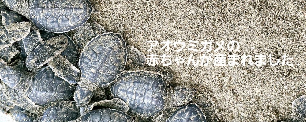 母島小中学校は東京の約1000キロ南に位置する小笠原諸島の中にある母島の豊かな自然に囲まれた場所にあります。